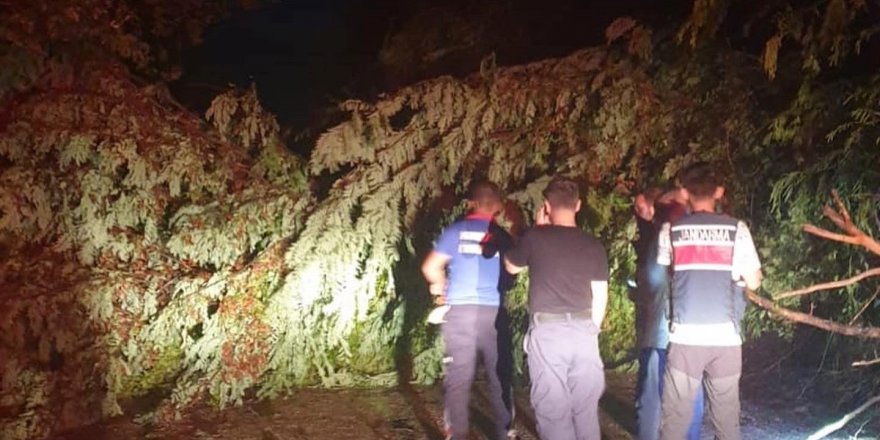 Şiddetli rüzgarda ağaçlar yola devrildi