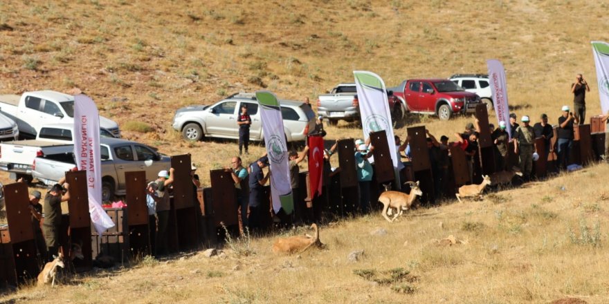 Yaban koyunları doğaya salındı