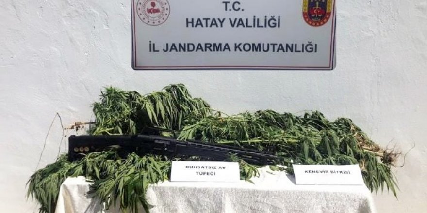 Hatay’da zeytin bahçesine kenevir eken kişi gözaltına alındı