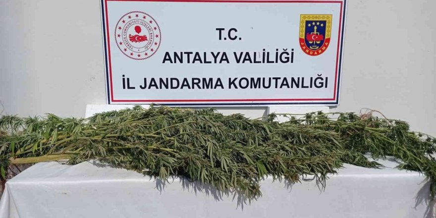 Antalya’da 17 kök kenevir ele geçirildi