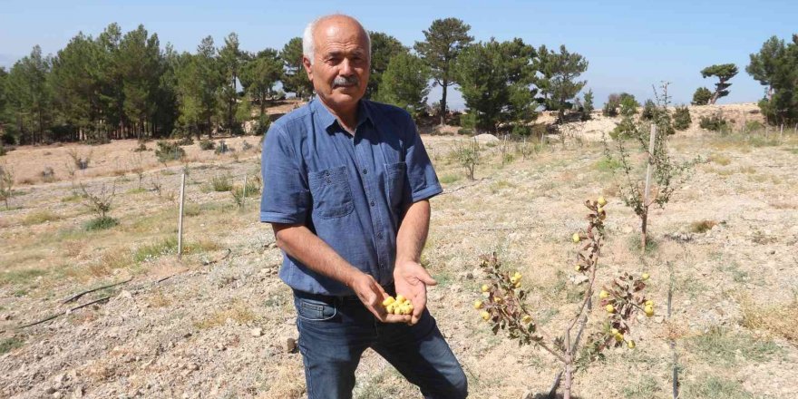 Alıç bahçesini traktörle sürüp tahrip ettiler