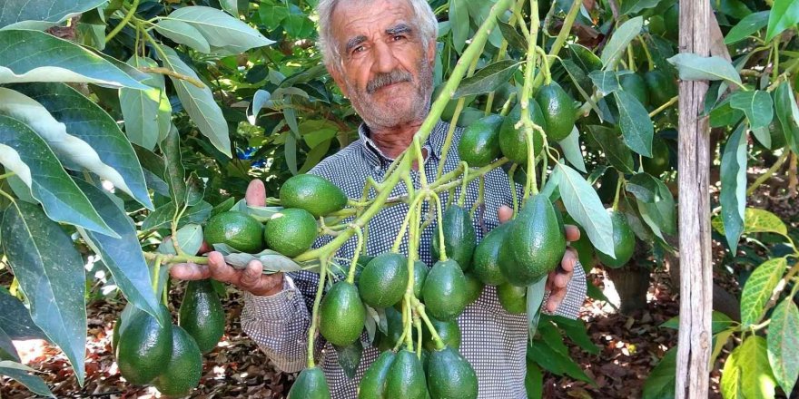 Kilosu 40 TL olan hırsızların gözdesi avokadoda hasat başladı