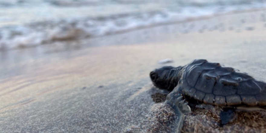 17 bin yavru caretta caretta denize ulaştı