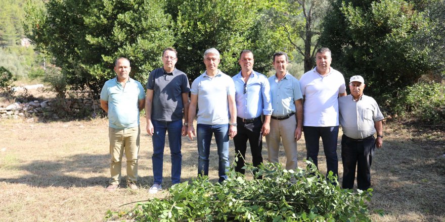 Marmaris'te köylülere defne yaprağından toplam 2 milyon TL ek kazanç
