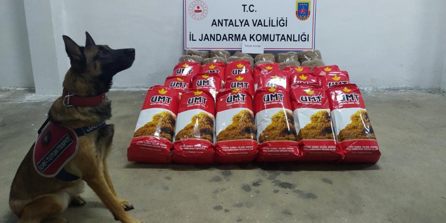 Yolcu otobüsünde 150 kilogram kaçak tütün ele geçirildi