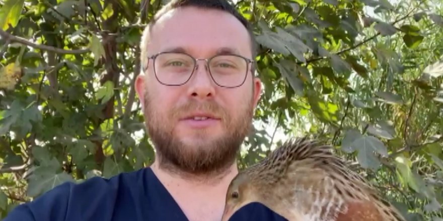 Bıldırcın kılavuzu, göç yolunda kedi saldırısına uğradı
