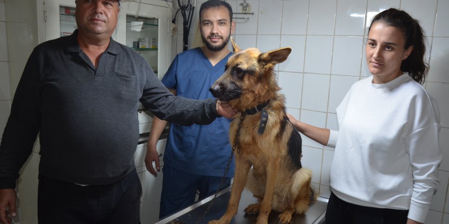 2,5 aydır kayıp köpeği, mikroçip sayesinde bulundu