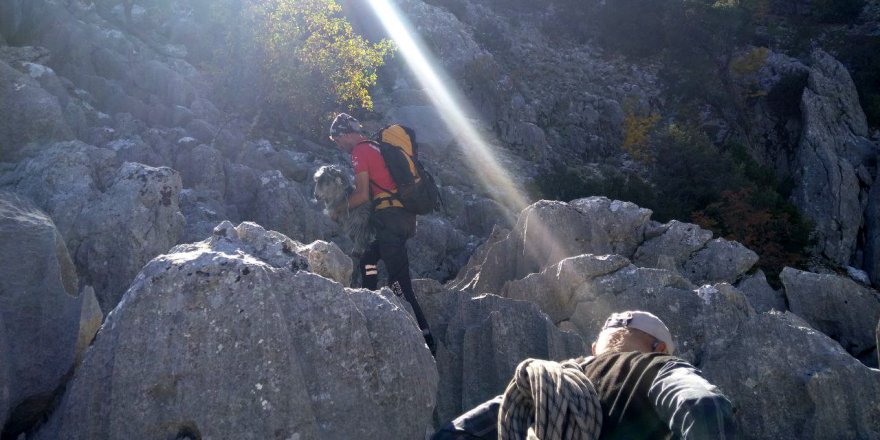 Uçurumda mahsur kalan keçiler kurtarıldı