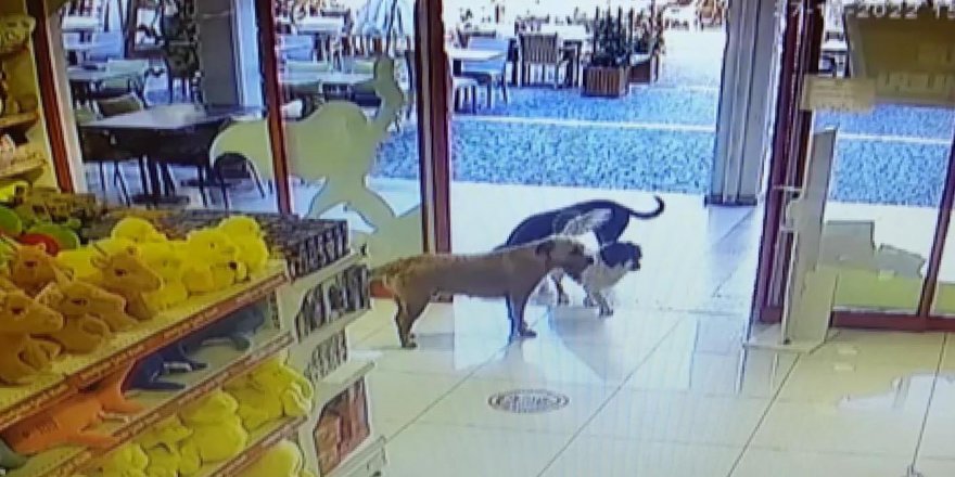 Sokak köpekleri, mağazadan oyuncak pelüş köpeği alıp götürdü