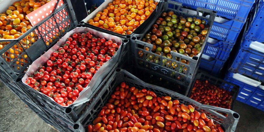Sebzede örtü altı sezonu açıldı, fiyatlar düşüyor