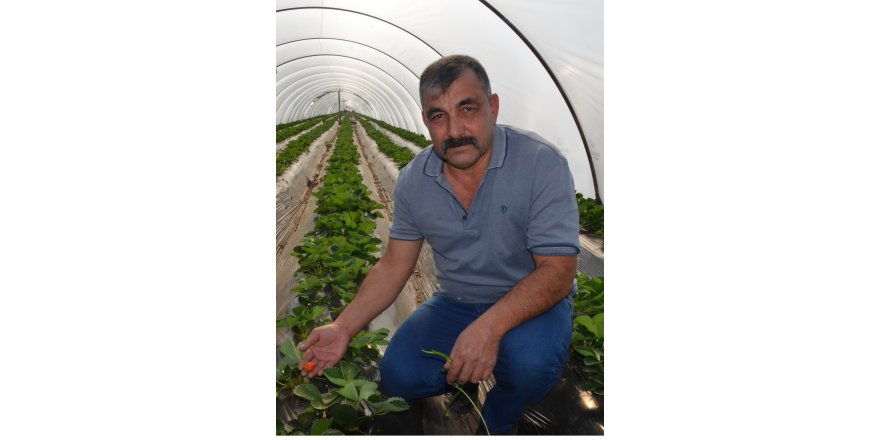 Çilek üreticisi hasadı bekliyor