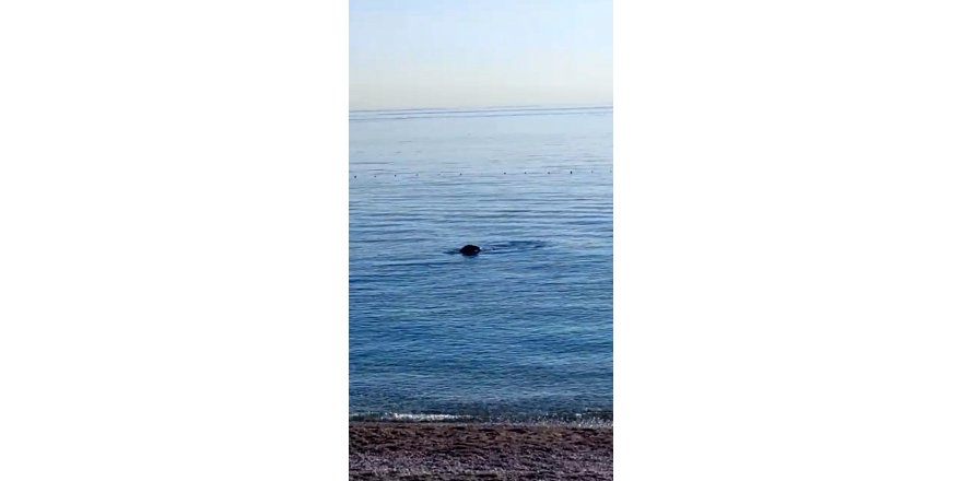 Konyaaltı sahilinde Akdeniz foku sürprizi