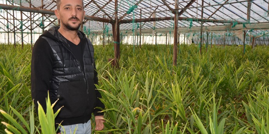 Deneme amaçlı zencefil etki, hasadı bekliyor