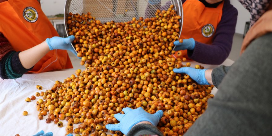 Tıbbi ve Aromatik Bitkiler Merkezi'nde alıç sirkesi üretimi