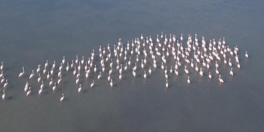 Flamingolar sulak alanda görsel şölen oluşturdu