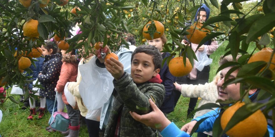 Bodrum'da ilkokul öğrencileri mandalina hasadı yaptı