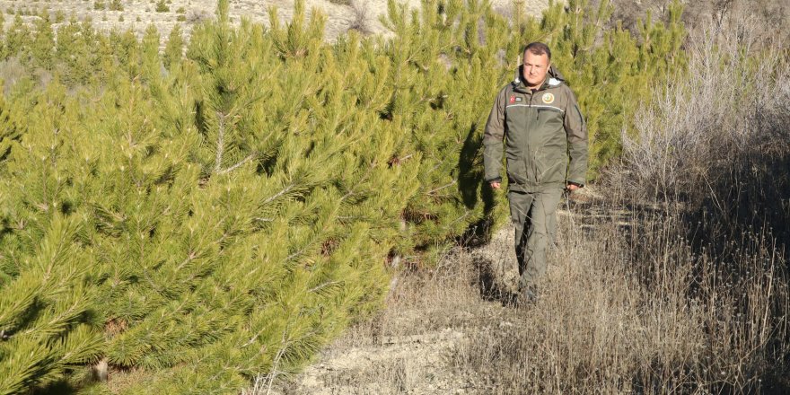 Ormancılardan kaçak çam kesimine karşı nöbet
