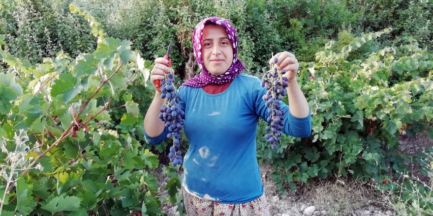 Yazır üzümü için coğrafi işaret çalışması