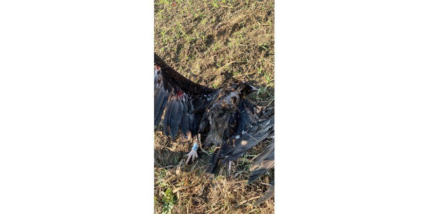 Uydu vericili kara akbaba, Çatalca'da silahla öldürüldü