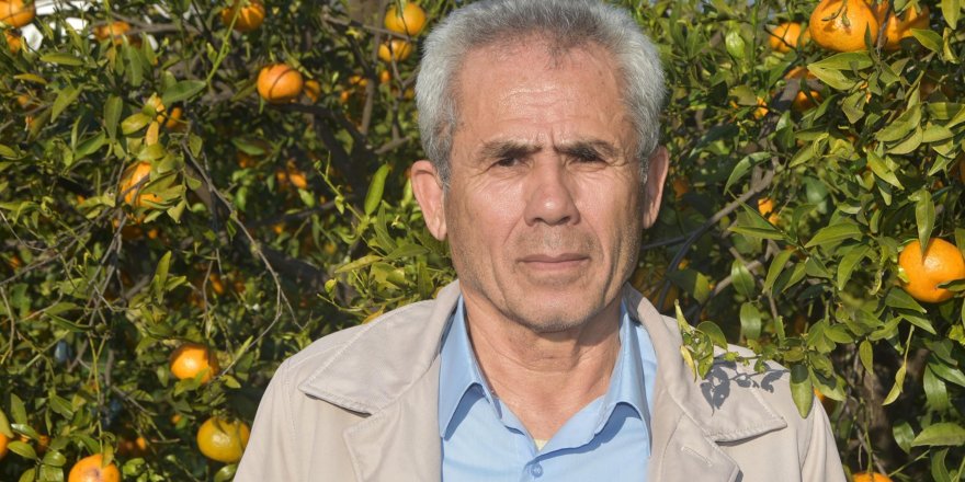 Bodrum mandalinasında hasat başladı