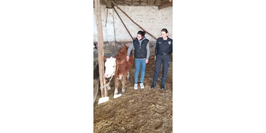 Kayıp düveyi polis buldu