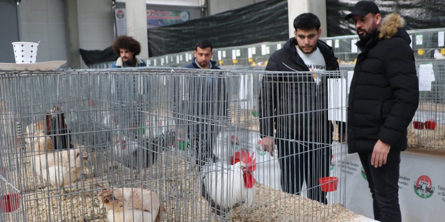 'Ulusal Kümes Hayvanları' gösterisi yapıldı