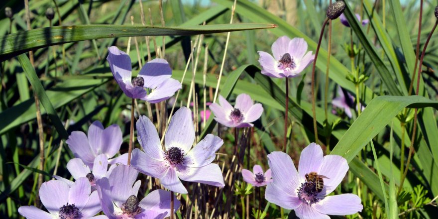 Datça'da kış mevsiminde baharın müjdecileri anemonlar açtı