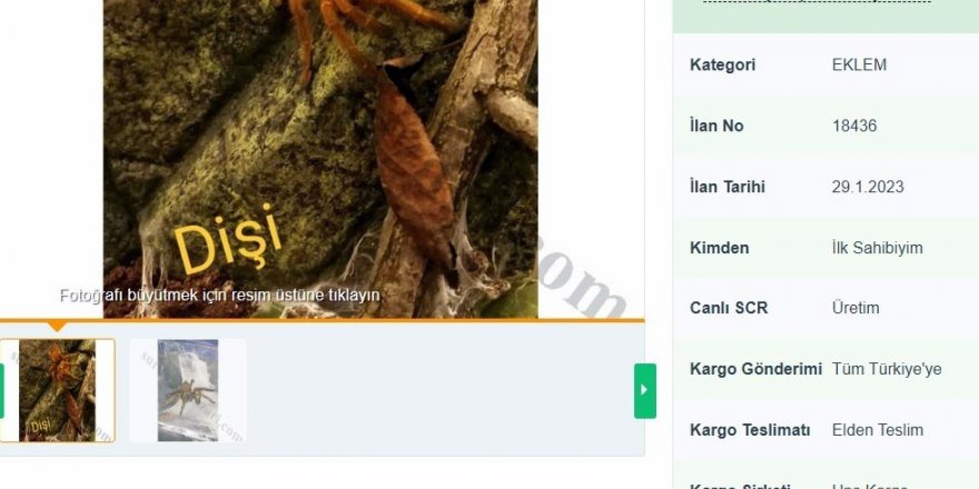 İnternetten tarantula satıyorlar;  26 bin 390 lira cezası var