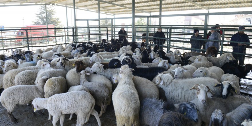 Köylüler depremzedeler için 171 küçükbaş ve 2 büyükbaş bağışladı