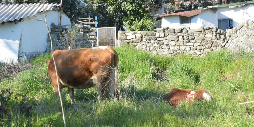 Depremzedenin 4 ineği için yerleştiği otelin bahçesine ağıl yapıldı