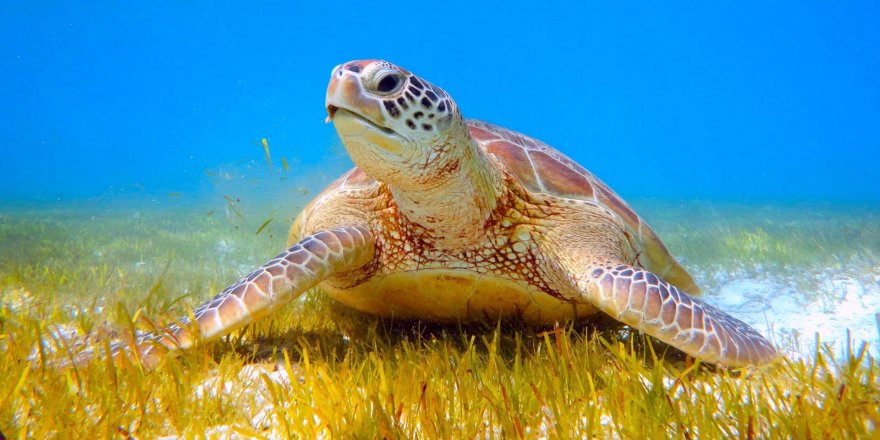 İnternette caretta caretta kabuğundan satılık tespih