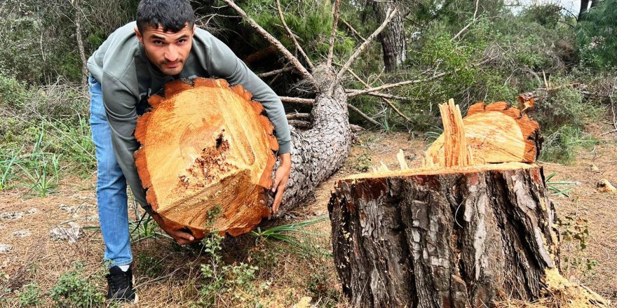 Yarım asırlık ağaçları kesip, kaçtılar