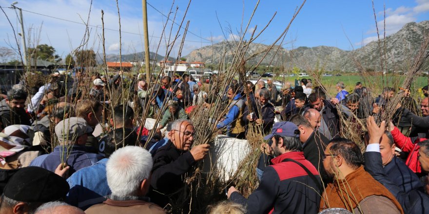 Muğla'da 125 bin tıbbi ve aromatik fide ve 5 bin fidan dağıtımı