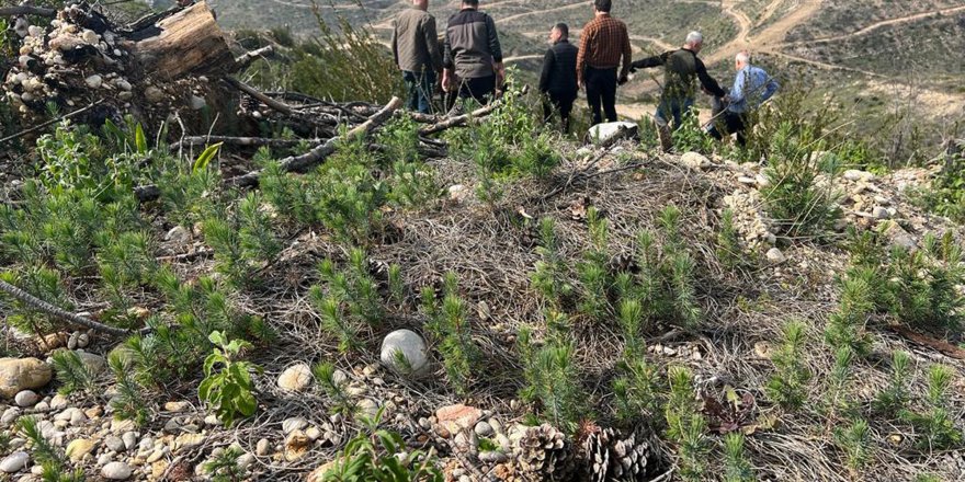 Yangın bölgesinde dikilen fidanlar boy vermeye başladı