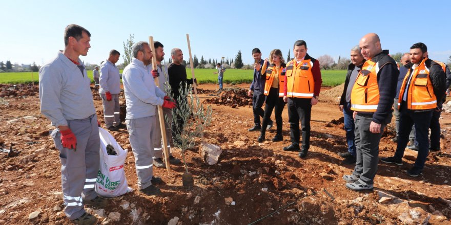 Tütüncü: Kepez'e 500 bin metrekarelik zeytin çiftliği kazandırıyoruz