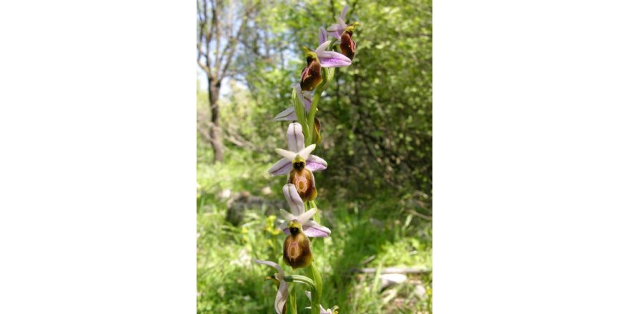 Likya orkidesi ve Manavgat Şelalesi için 'kesin korunacak hassas alan' tescili