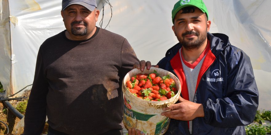 Baba oğul çilek üretiyor