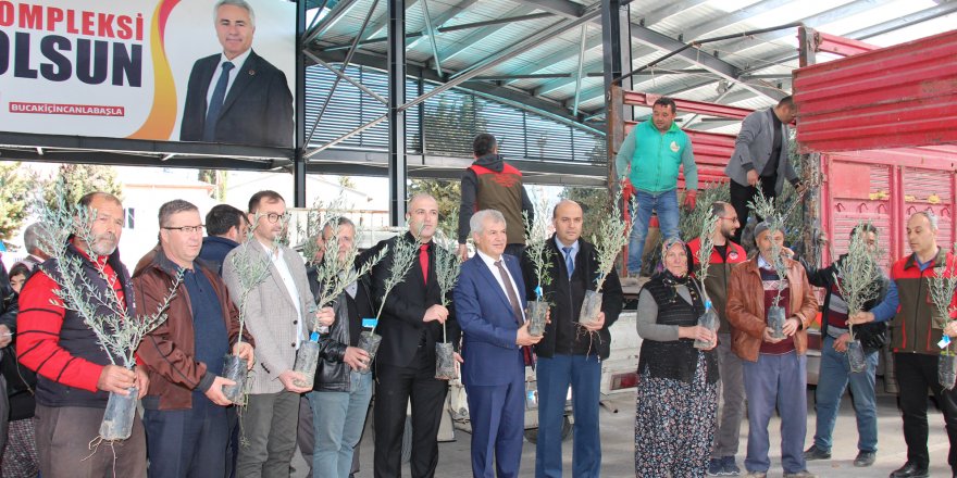 Bucak'ta üreticilere zeytin fidanı dağıtıldı