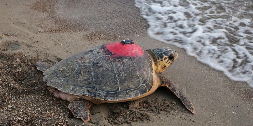 Caretta caretta 'Tuba'yı 8 milyon kişi izledi