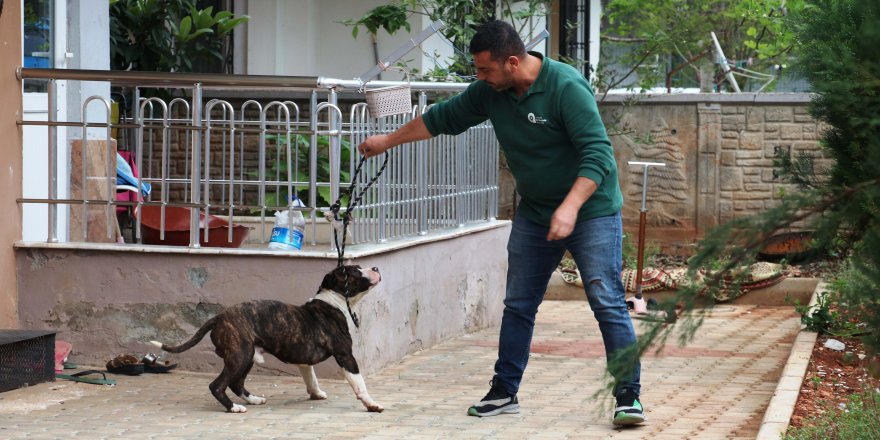 Apartmanda 4 saat 'pitbull esareti'