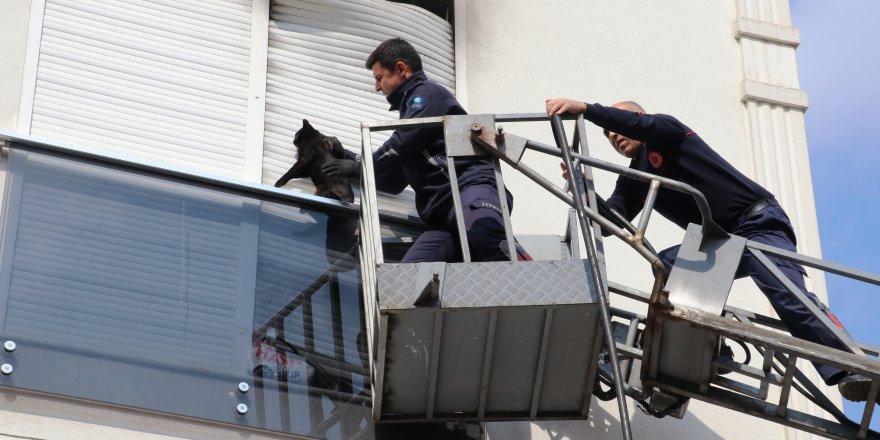 Yangında panjur ile balkon camı arasına sıkışan kedi kurtarıldı