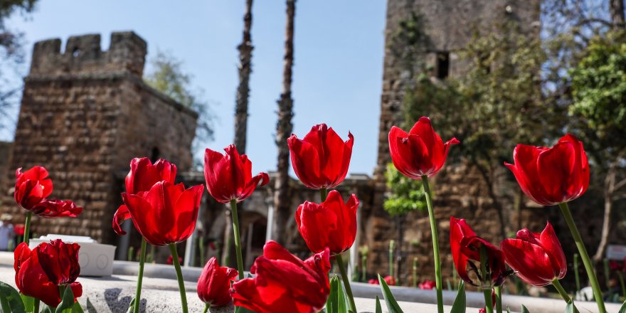 Antalya rengârenk lalelerle süslendi