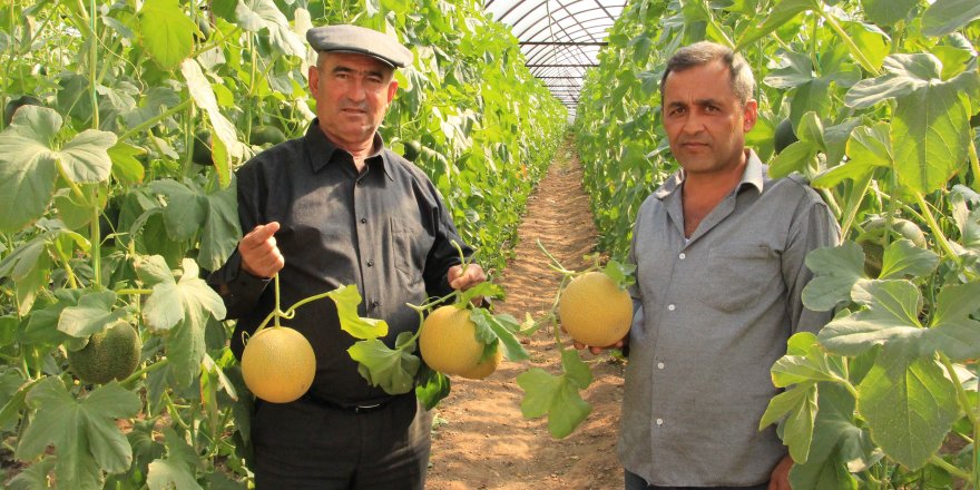 Kumluca'da kavunda erken hasat