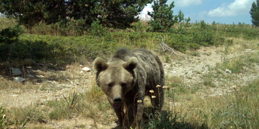 Bozayı, kurt ve vaşaklar için 'Ağaç kesimini durdurun' çağrısı