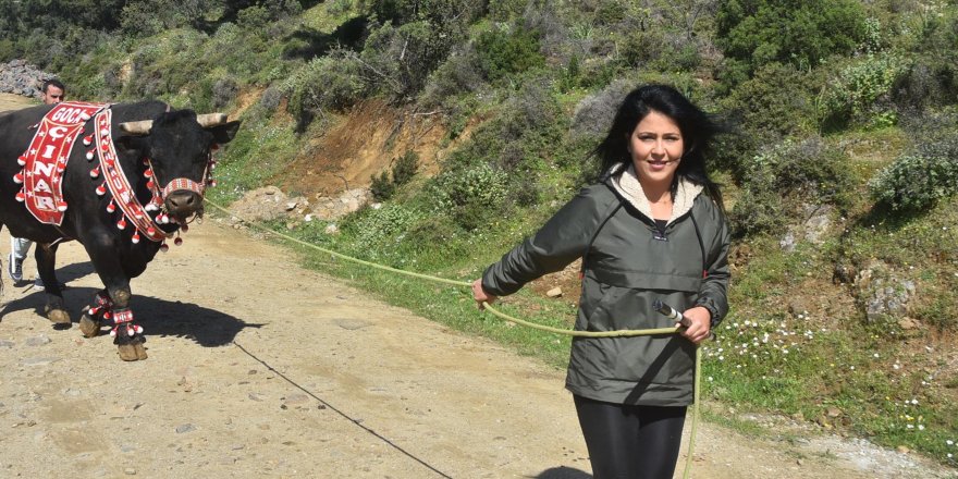 'Boğaların efesi' Buse, 'Goca Çınar' ile rakiplerine meydan okuyor