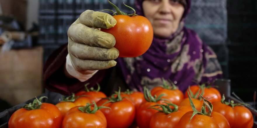 İhracatın kralı domates ve biber oldu