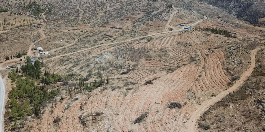 Bodrum'da yanan orman alanları, 21 ay sonra yeşerdi