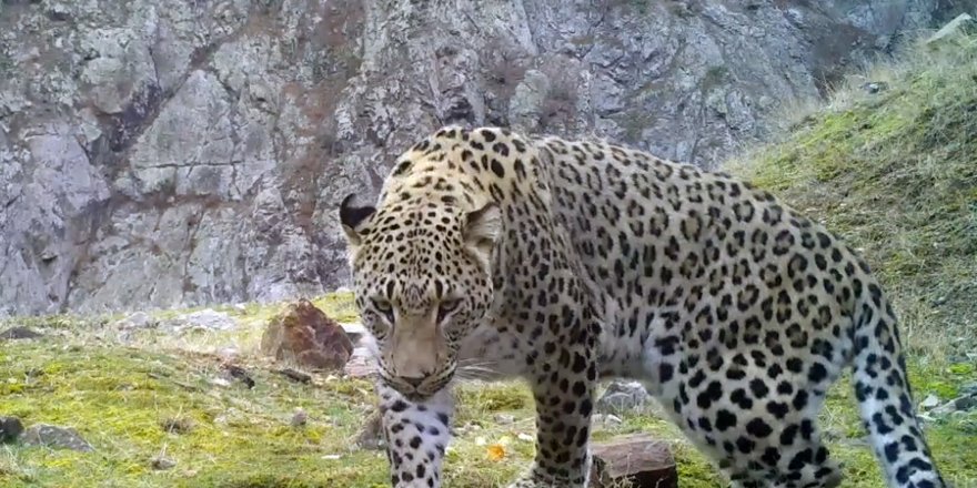 Akdeniz ve Ege'de 'Anadolu leoparı' heyecanı