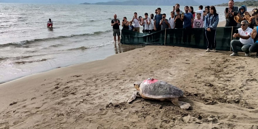 Takip cihazlı 'Türkiye 100' isimli caretta caretta denizle buluştu