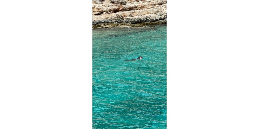 Kaş'ta Akdeniz fokları görüntülendi